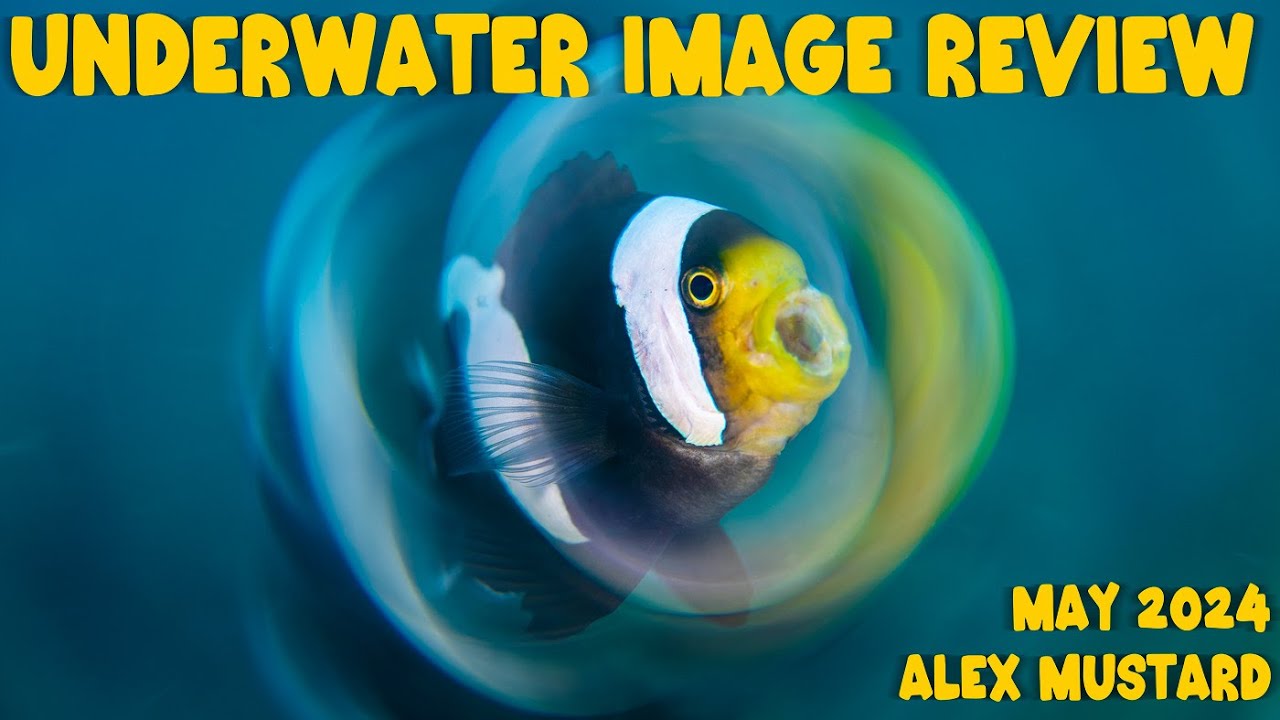 Underwater Image Review. May 2024. Part 1