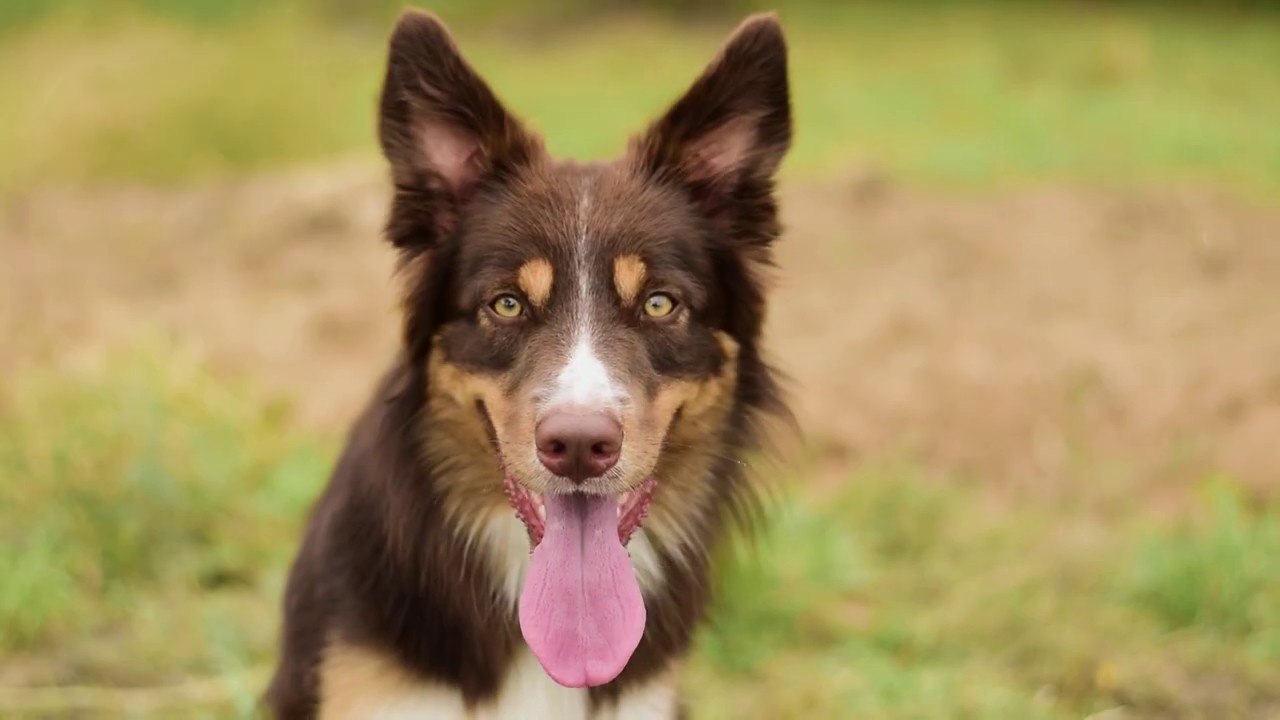 Border collie Maker - dog tricks, frisbee & fun