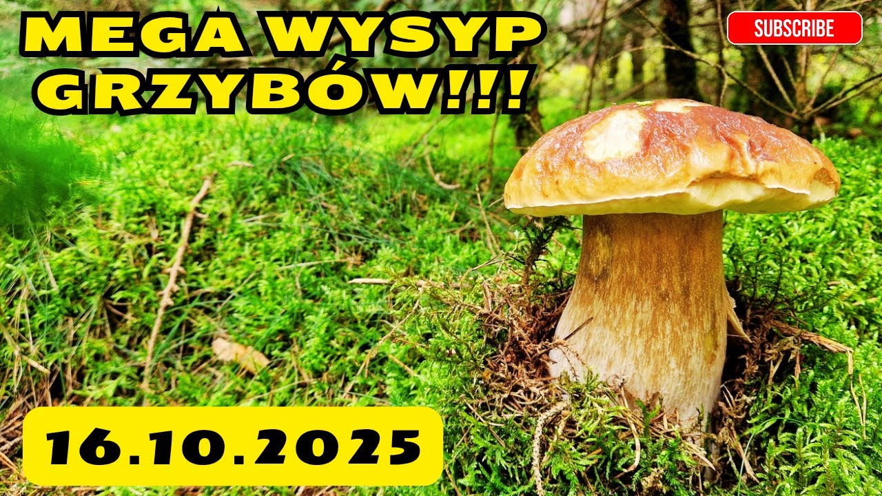 Kolejny MEGA WYSYP GRZYBÓW! Borowiki i Podgrzybki 2025! #mushroom #grzyby2025 #grzyby #fungi #pilze