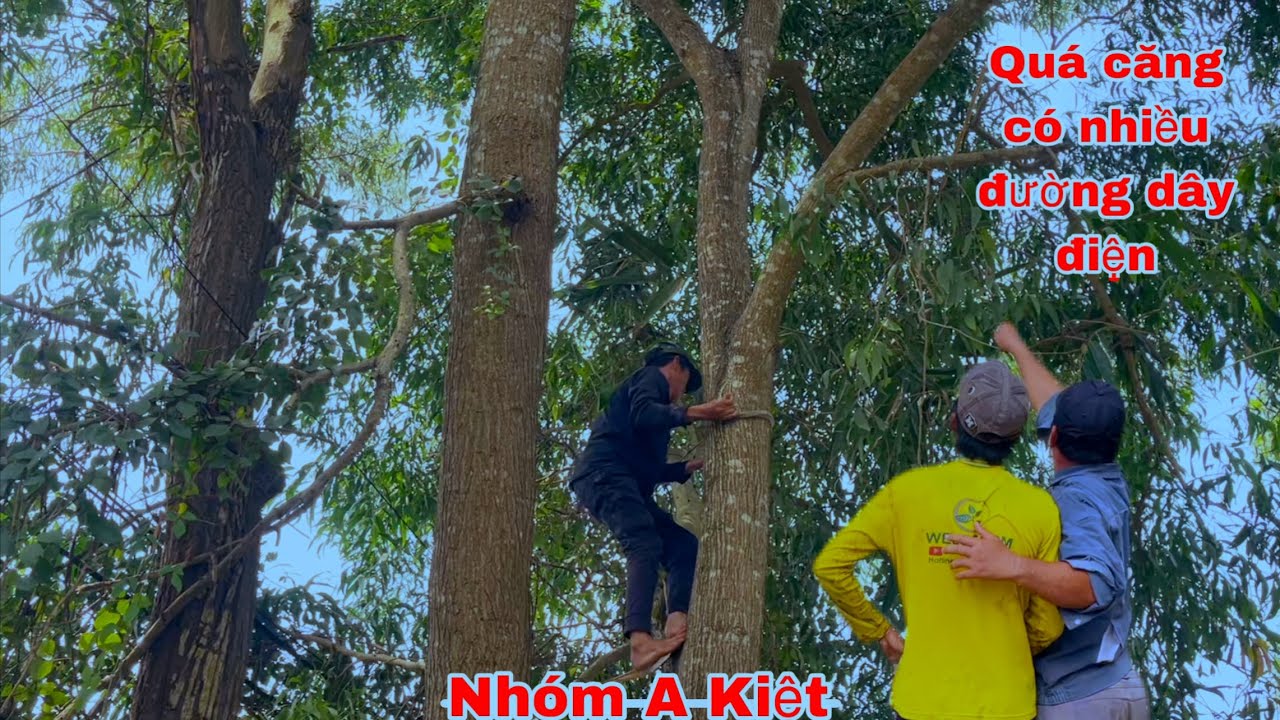 Nhóm A Kiệt leo Cưa những cây Tràm Bông Vàng Trong vị trí có nhiều độ khó 