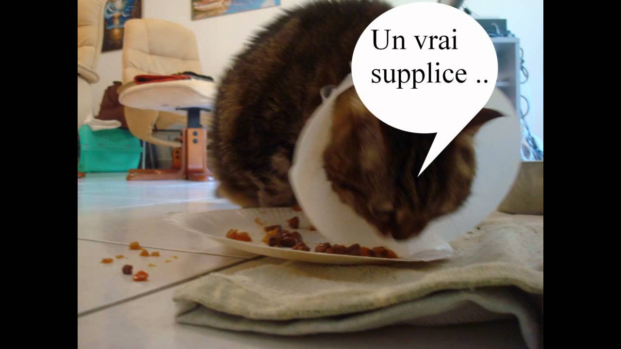Les misères de Félix