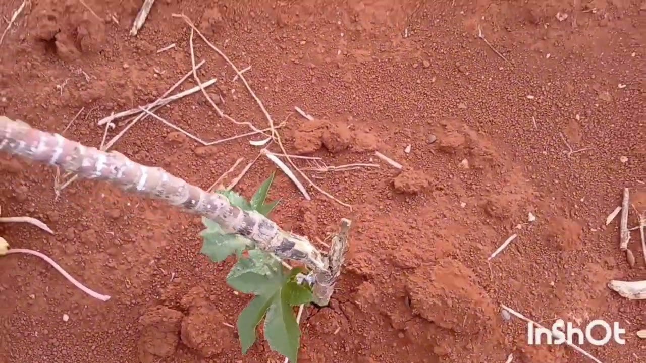 Passamos uma tarde maravilhosa na roça voltamos só à noite  #plantas #flores #sitio #animal 
