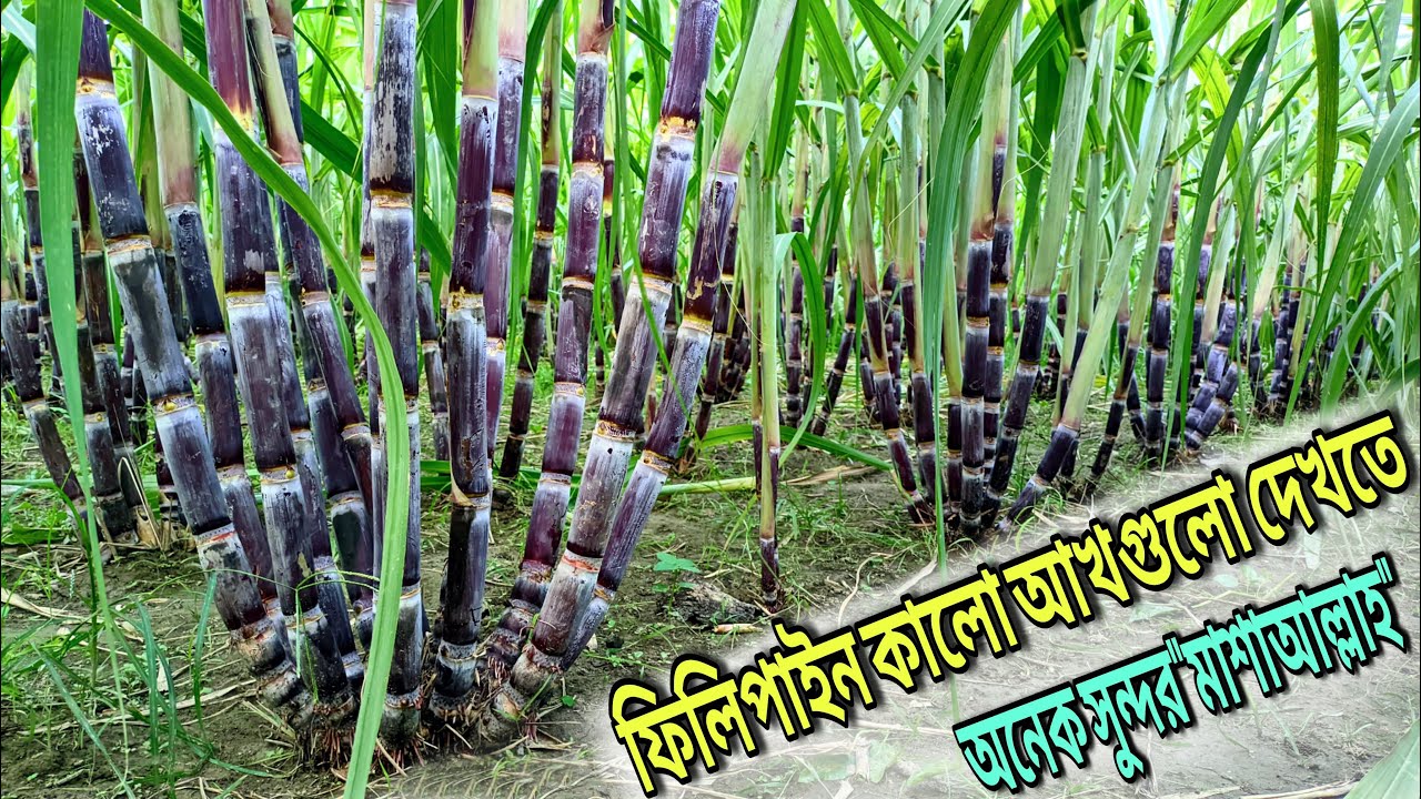 আমার ফিলিপাইন কালো আখের পাতা ছাড়ানো শেষ হলো।Philippines black sugarcane farming in Bangladesh
