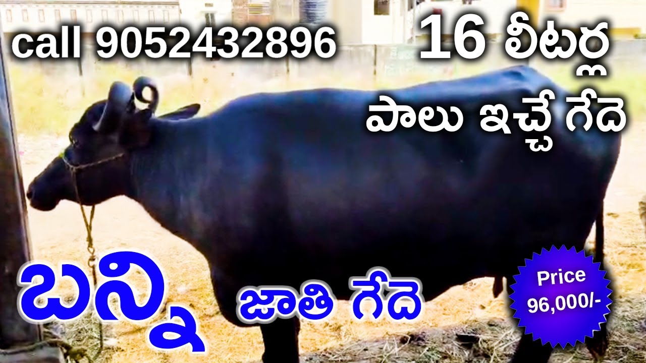 16 లీటర్ల పాలు ఇచ్చే బన్ని జాతి గేదె Banni bull Mother Milk capacity 16 litres call 9052432896