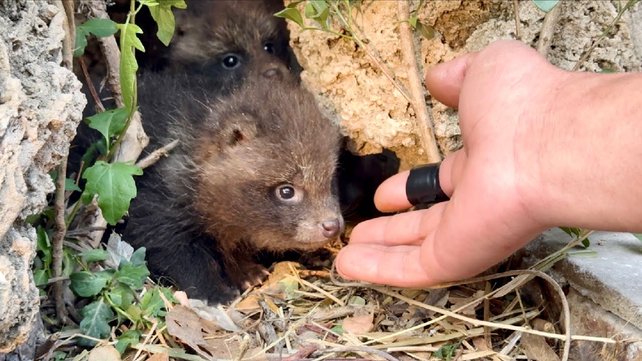 Шок! 😮 Два милых медвежонка 🐻 внезапно ворвались в мой дом и остались. 🐻😮😗😗😗