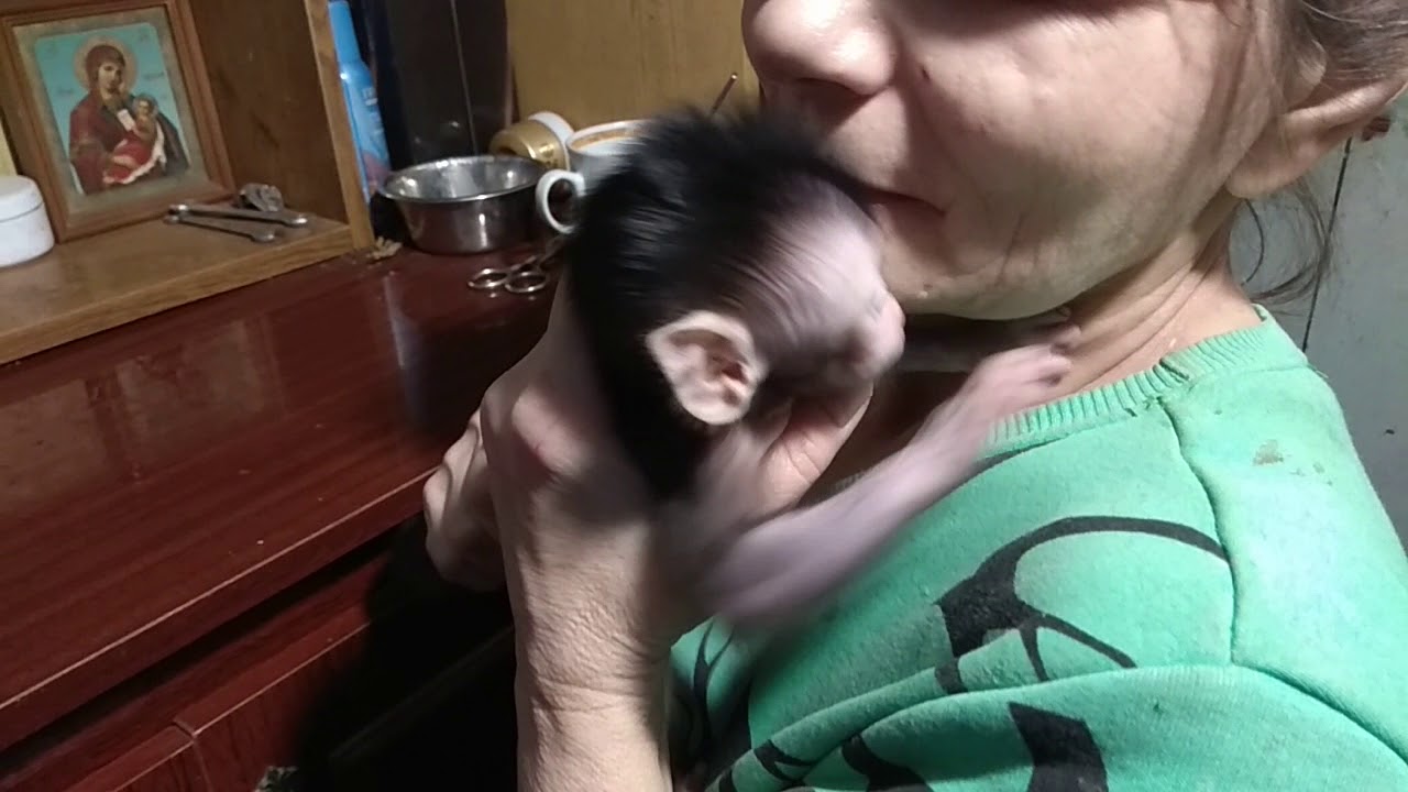 Малыш макаки Даня