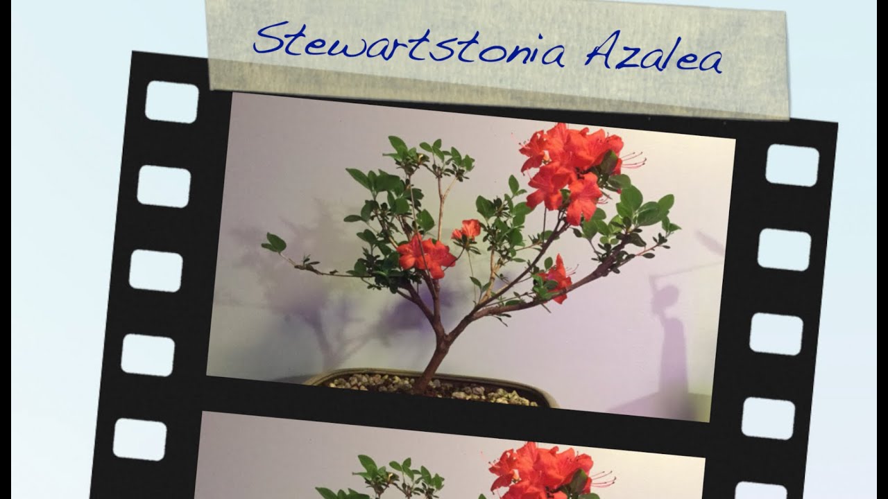 Stewartstonian Azalea:  Dave's Bonsai E86