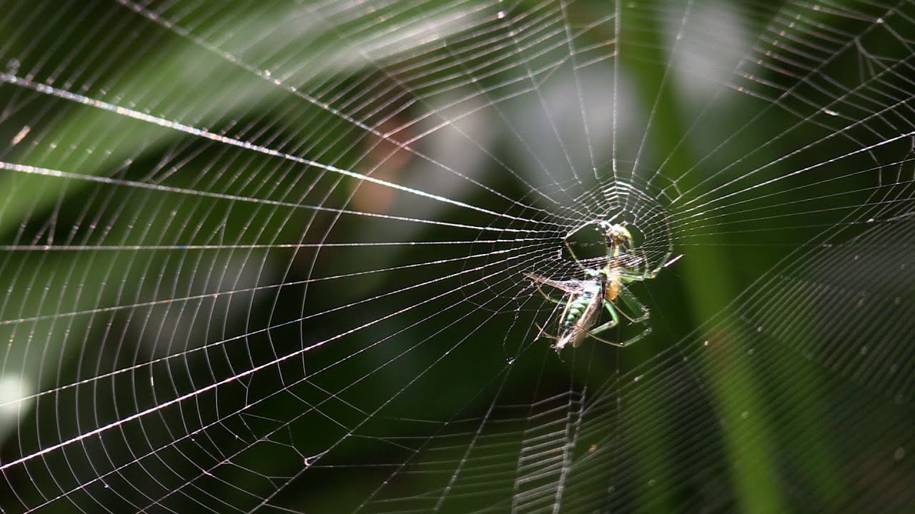 Orchard Spider Catching & Eating Prey in its Amazing Web