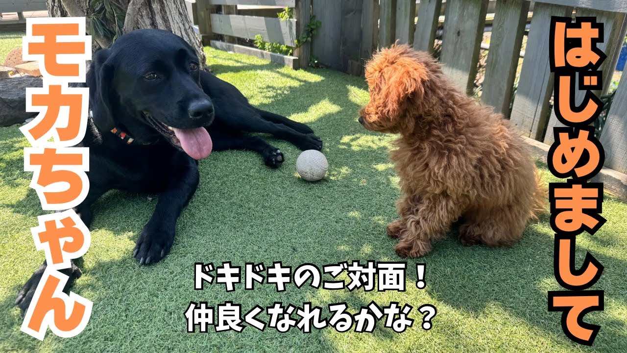トイプードルパピーモカちゃん初めまして😊仲良くできるかな？#labrador #可愛い #大型犬のいる生活 #大型犬 #dog #ラブラドールレトリバー #といぷーどる 