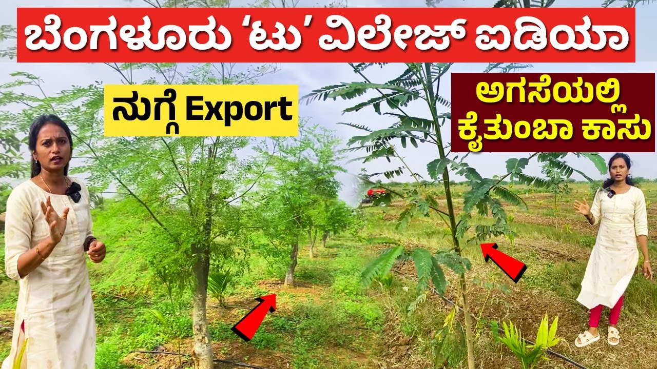 ಬೆಂಗಳೂರು ಟು ಹಳ್ಳಿ ಐಡಿಯಾ Modern Farming in Kannada nugge soppu agase tree Agriculture ideas #kannada