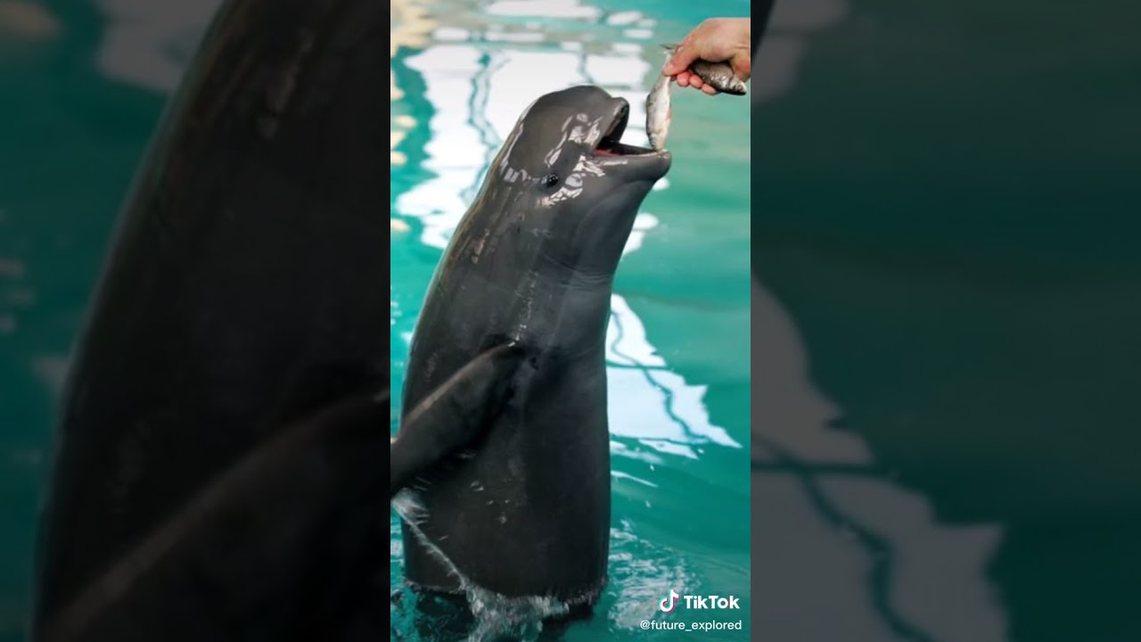 Robot Dolphin does exist? @future_explored