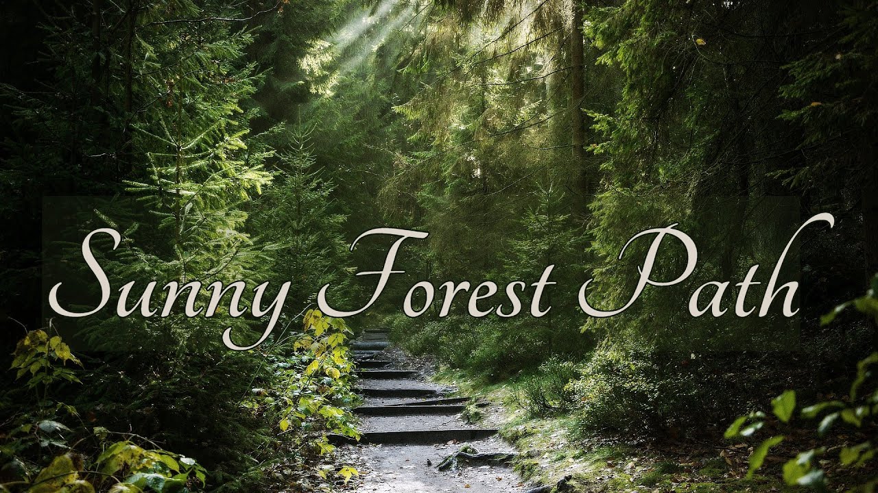 SUNNY FOREST PATH Ambience with music - sounds of forest in summer with ambient fantasy music
