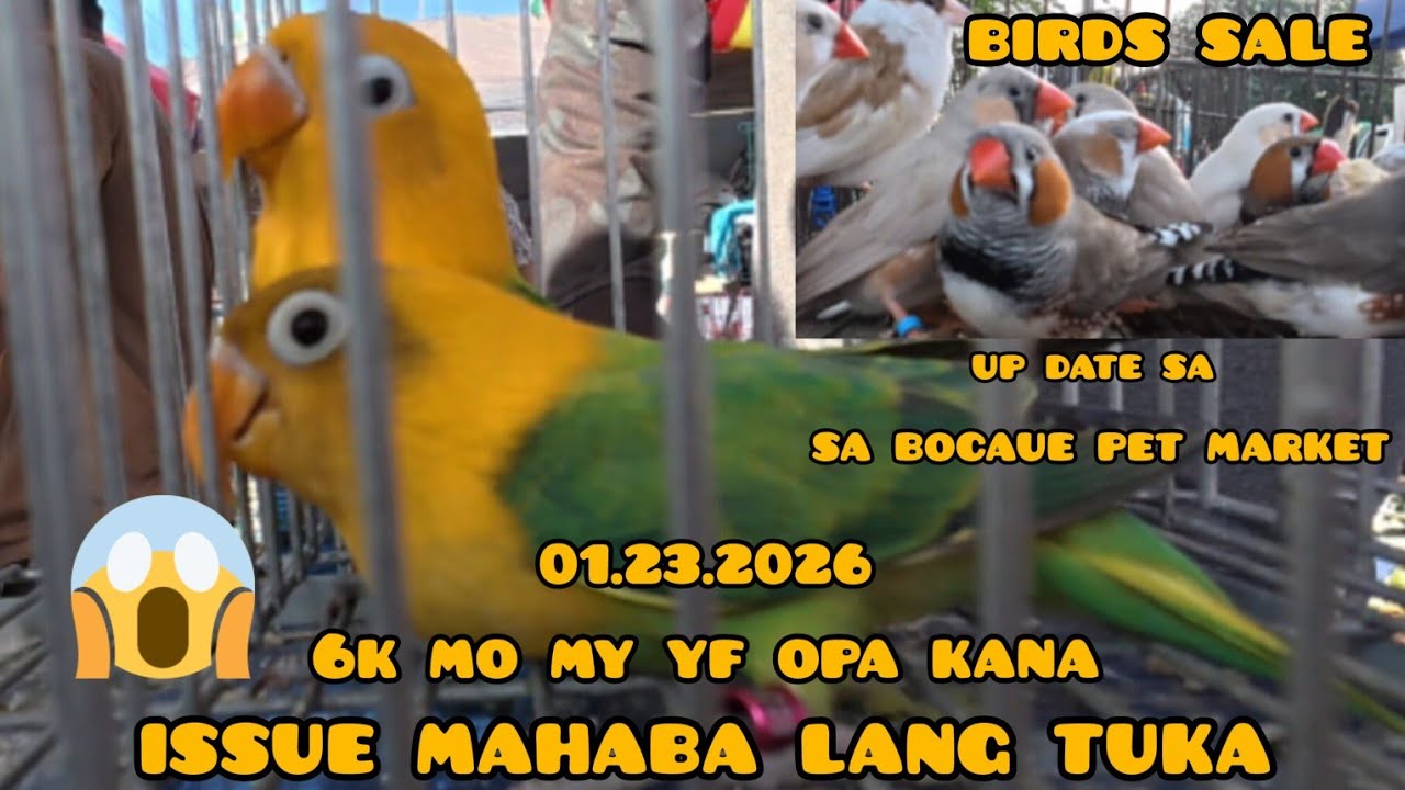 ep#239 01.23.2026 up date bocaue pet market 6k may yf opa kana issue mahaba ang tuka😱