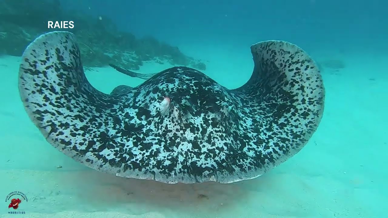 Scuba diving with Exploration Sous-Marine in Mauritius & Rodrigues