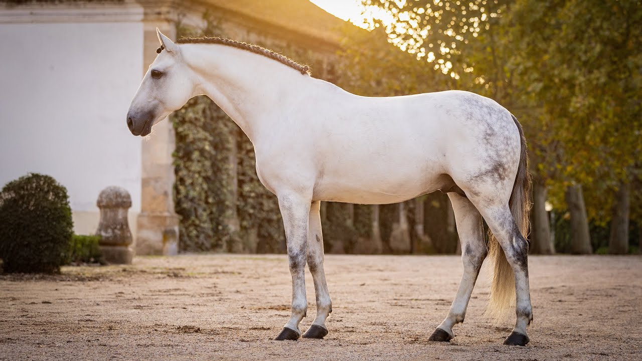 Horse for Sale |  Outstanding Piro-Free Lusitano Stallion &ndash; Son of Olympic Equador MVL (REF#987)