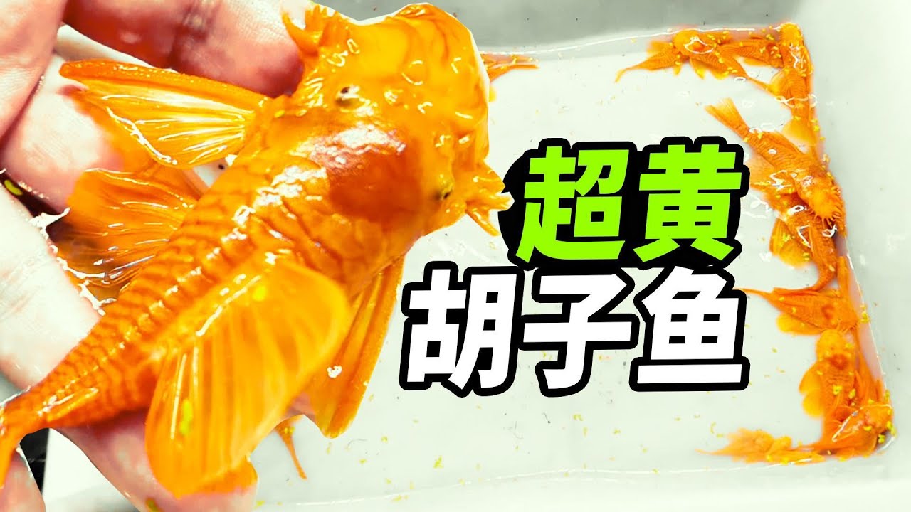 黃金大鬍子魚中也有黃體？| 藍眼鬍子魚 | 黃金大帆鬍子魚 