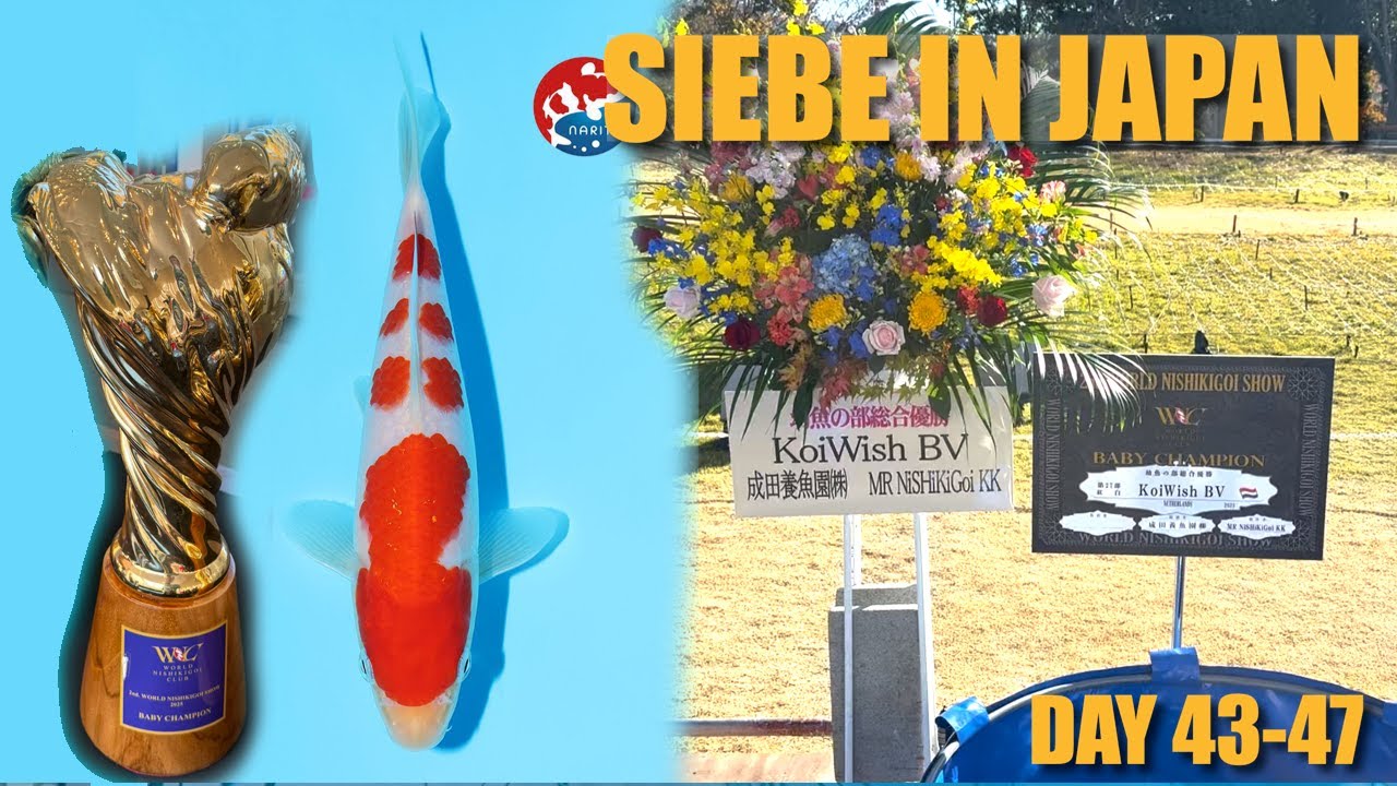 BABY CHAMPION @ WNC Koi Show | Siebe In Japan Day 43-47