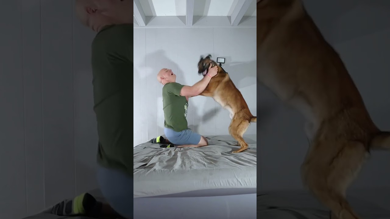 But srs. Dominance in dog training is rediculous. Crap like alpha rolling only hurts relationship.