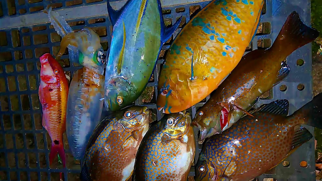 Solo dive spearfishing blue pin trevally samaral or rabbit fish 🐟 #viral #viralvedio #spearfishing 