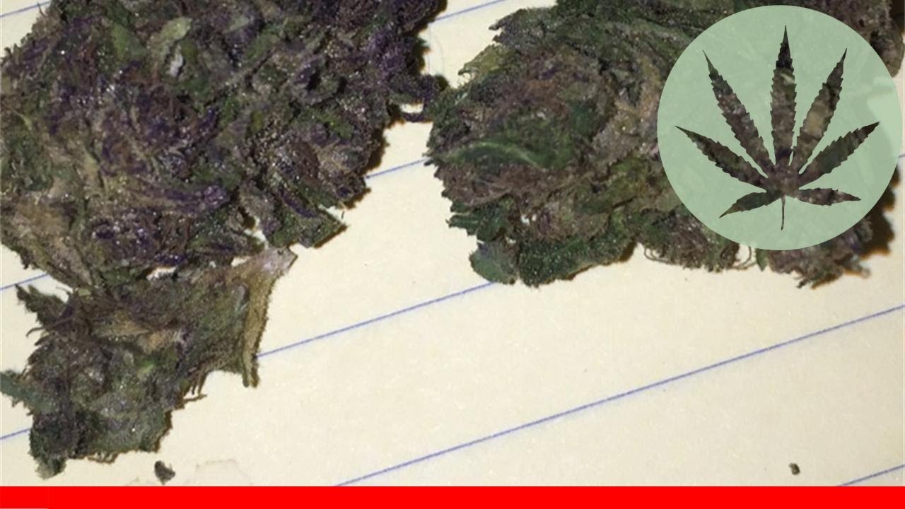Sage And Sour - All About This Strain