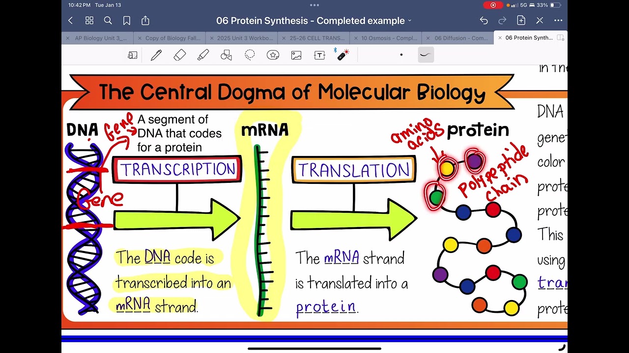 Protein Synthesis Notes Part 1