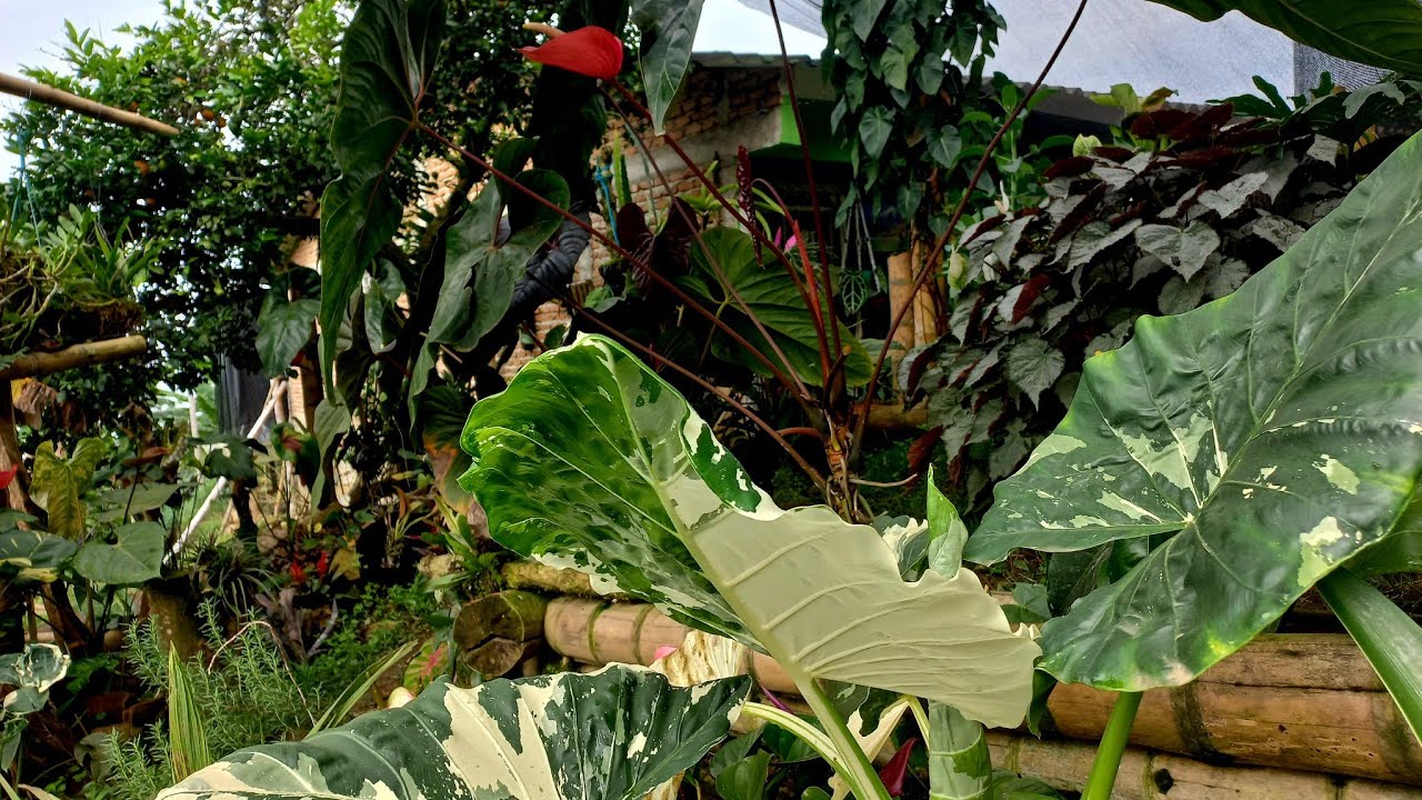 La lluvia no me deja arreglar mi jardín ( anturios en el suelo , semillero de anturios y más)