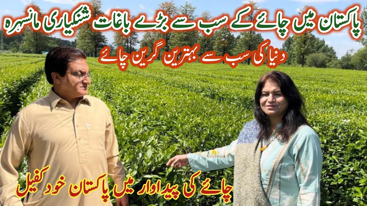 Lipton tea gardens | How the green Tea made|Tea Gardens Shinkyari Mansehra ,Hazara|