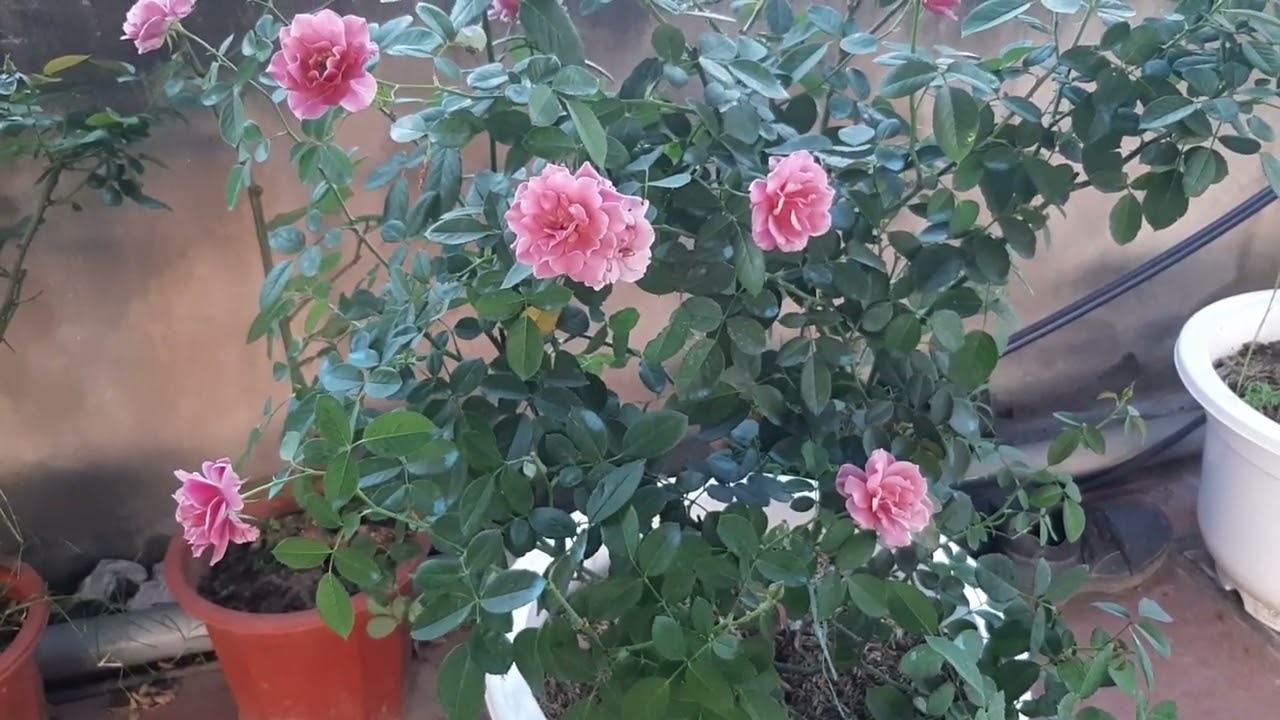 4 bí quyết vàng để trồng và chăm sóc hoa hồng| Golden secret to growing and caring for roses