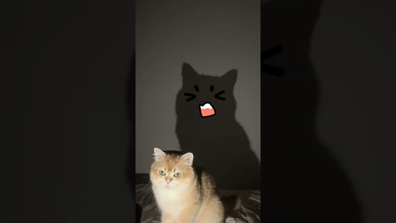 #cat #animals #animation #funny #cute #catshorts