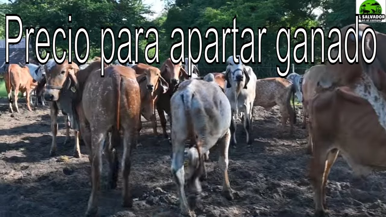 Toretes y Novillas Gyr Puro ¿Cuanto cuesta apartar un ejemplar de ganado?-El Salvador en el Campo