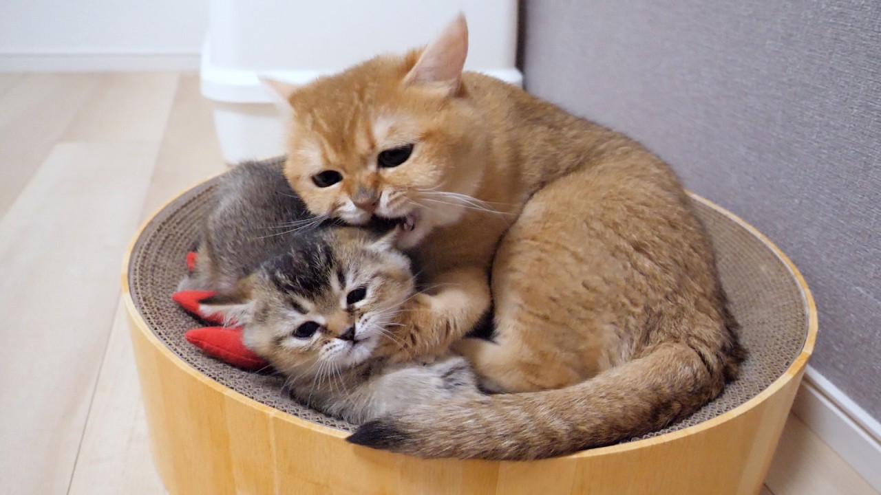 Here&rsquo;s what happened to the kitten that kept pestering a gentle cat&hellip;