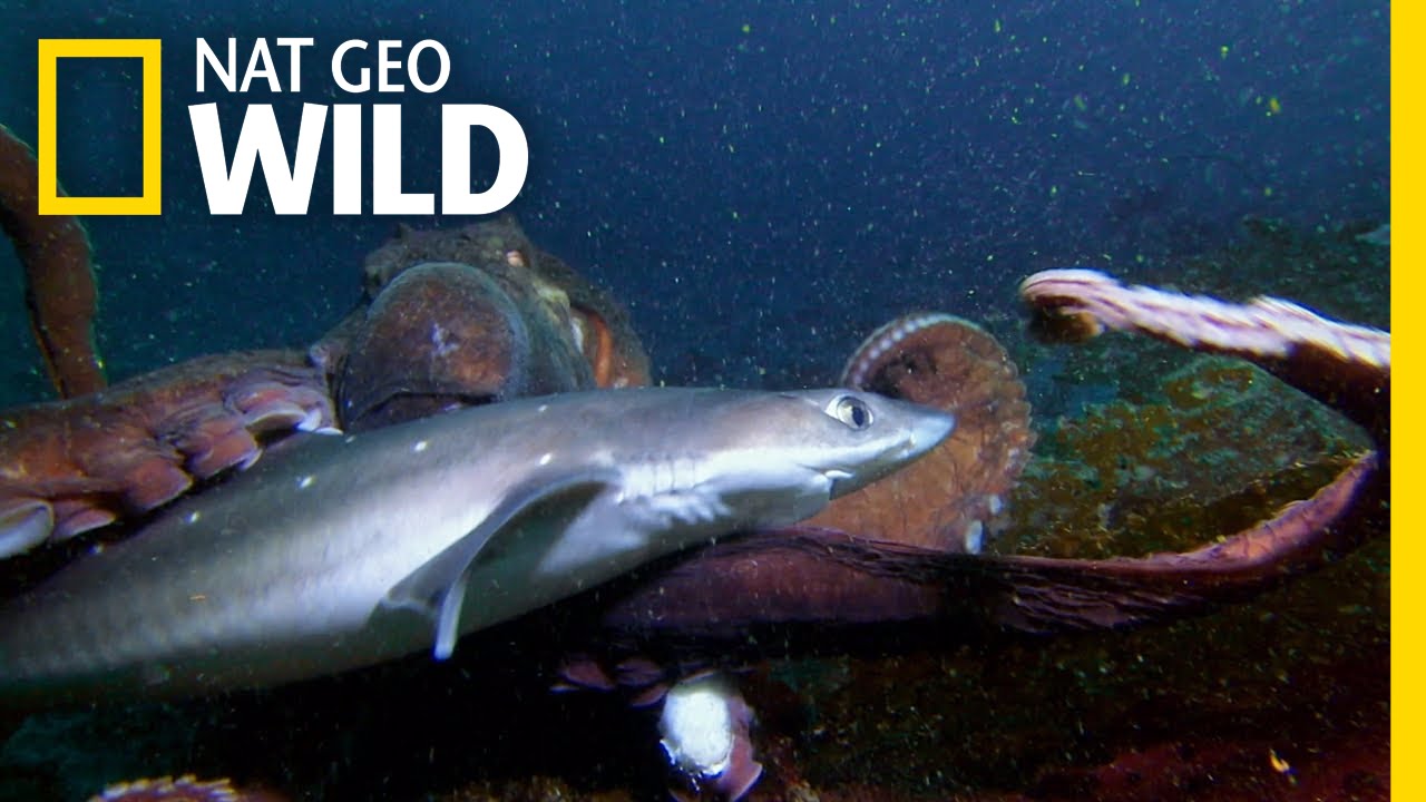 Octopus vs. Shark | Shark vs. Predator