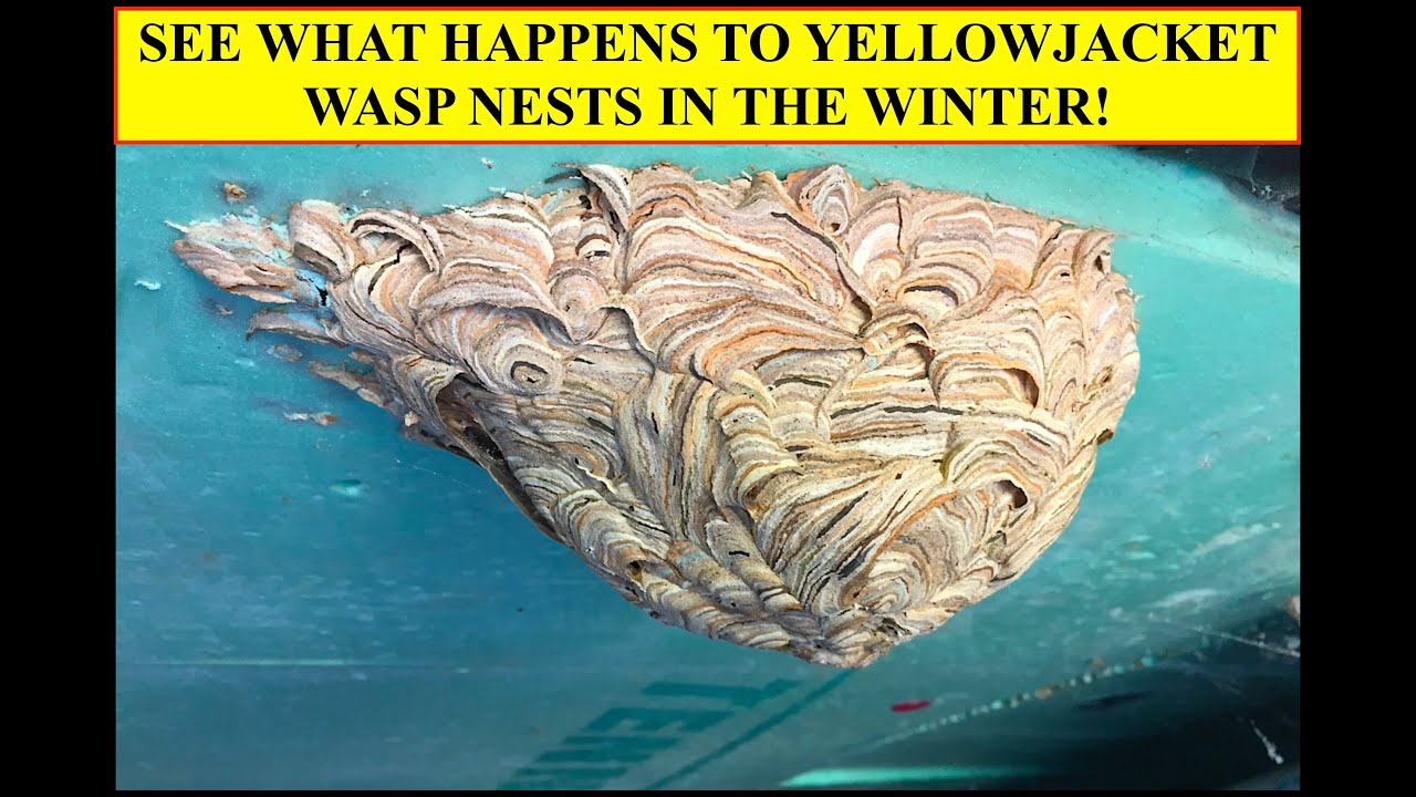 SEE WHAT HAPPENS TO YELLOWJACKET WASP NESTS IN WINTER!  WHERE DO WASPS GO WHEN IT SNOWS?  FIND OUT!