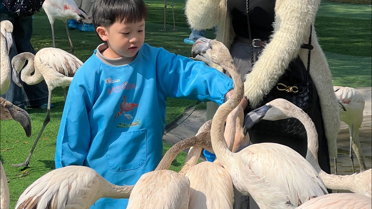 广州长隆度假区 · 长隆熊猫酒店 · 飞鸟乐园 · 长隆马戏团 · 四海一家自助