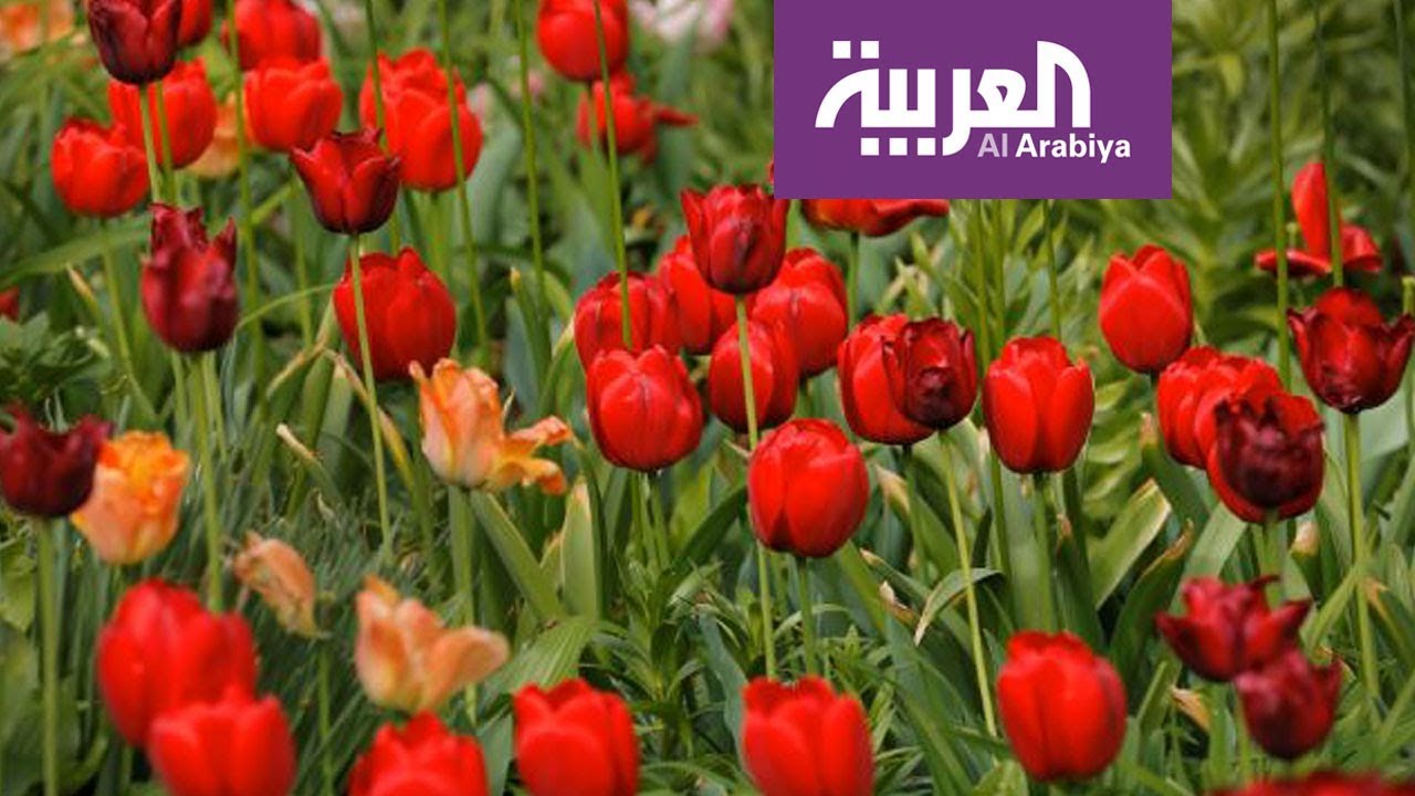 صباح العربية | البصيلات المزهرة زينة طبيعية لمنزلك