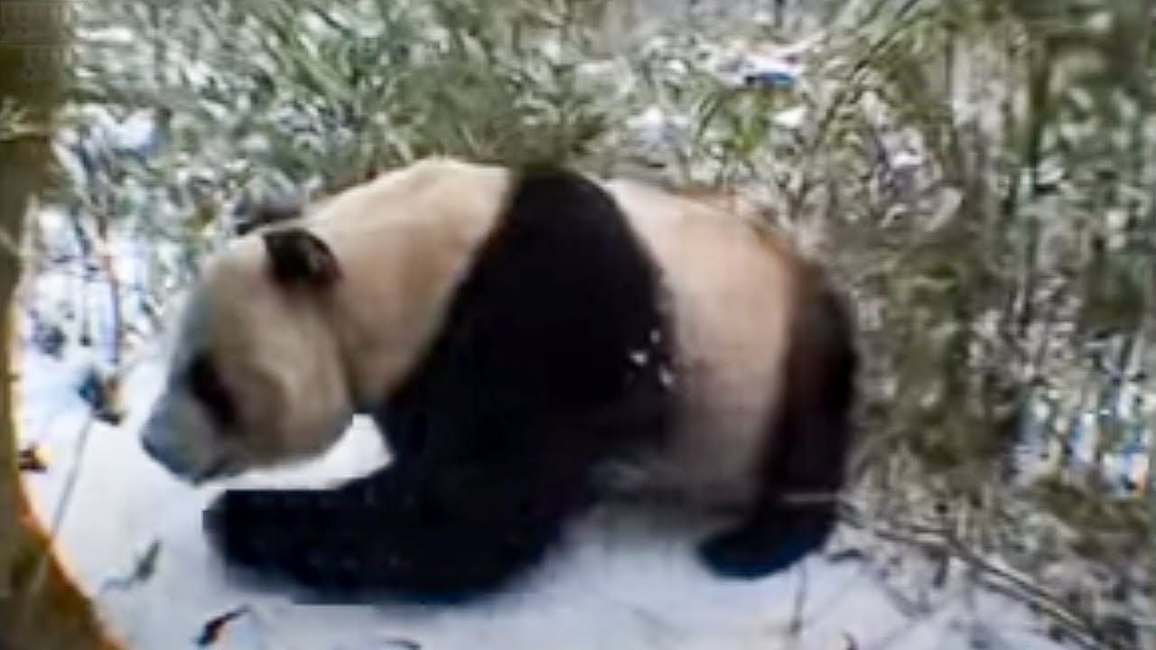 Giant Panda Bears in the Forest | David Attenborough | BBC Studios