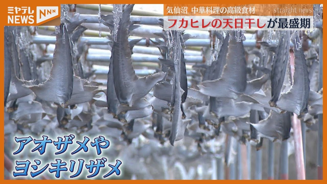 フカヒレに&hellip;約1万枚のサメ尾びれを天日干し、今季は良い条件「最高のものができる」宮城・気仙沼