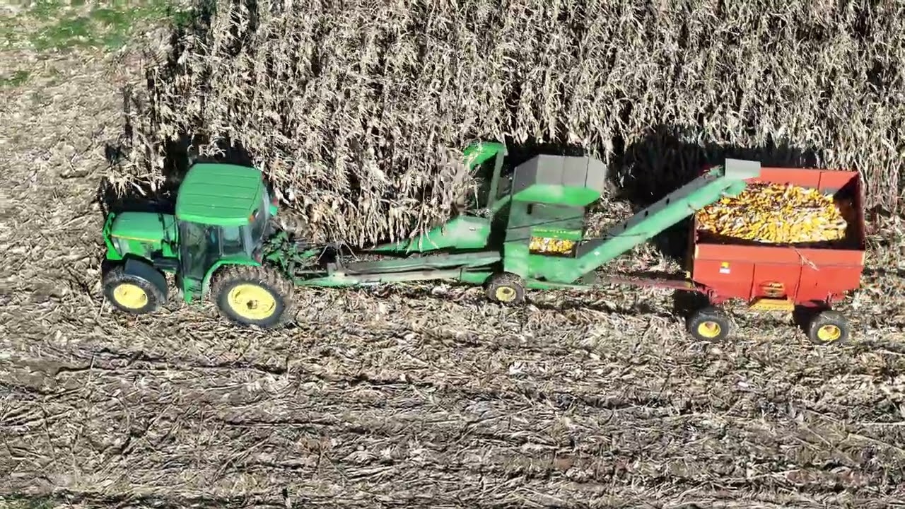 Harvesting, Picking Ear Corn with a 3 row picker (not combining)  2024 (ASMR)
