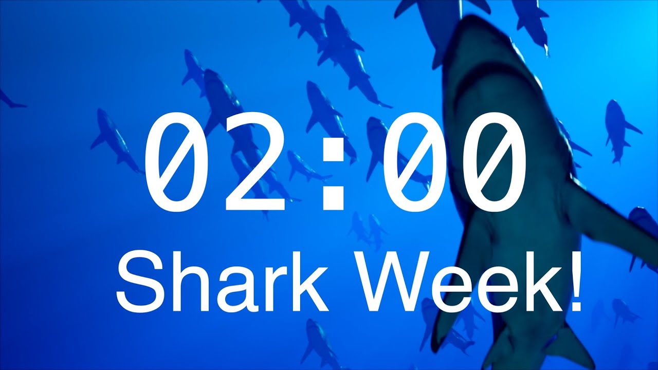 2 Minute Countdown Timer with Alarm | Relaxing Music | Shark Timer