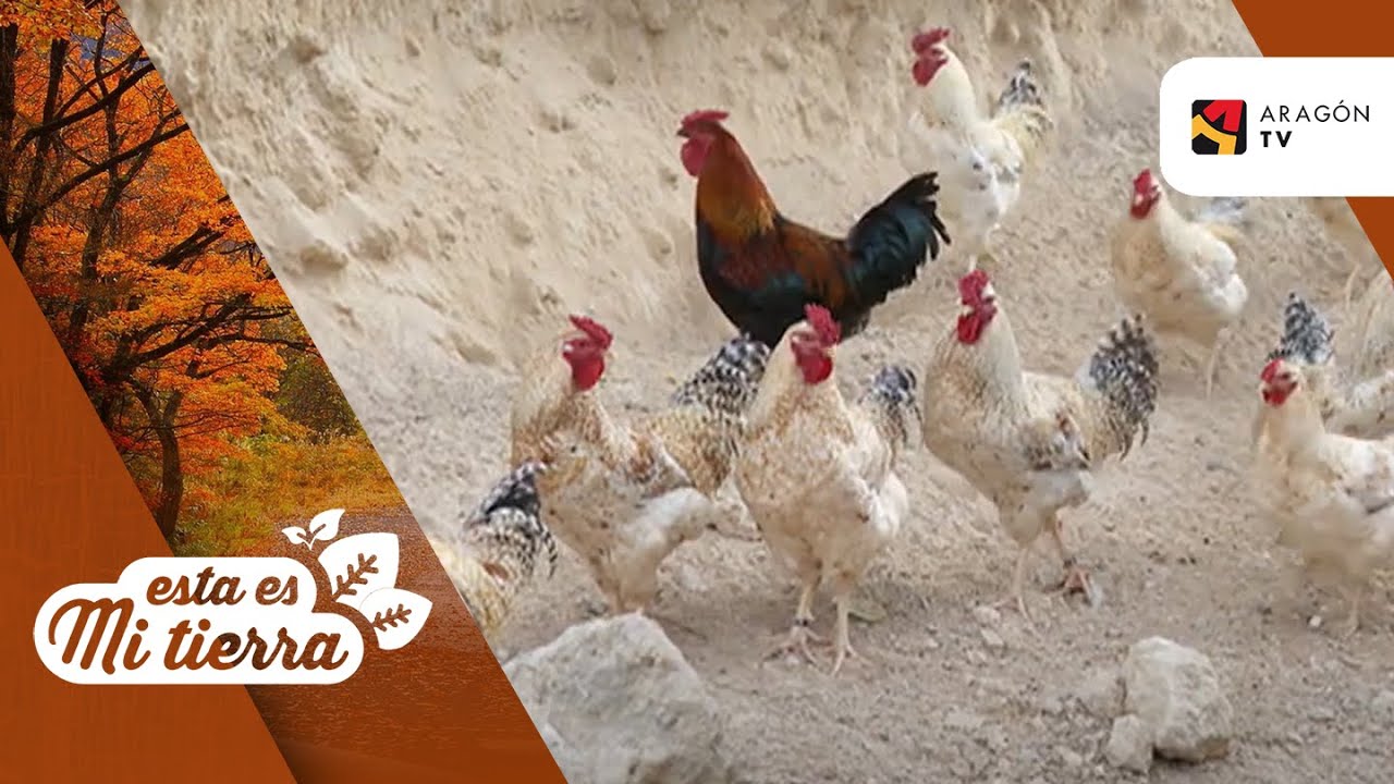 Las gallinas serranas de Teruel