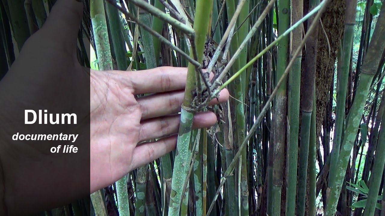 Hedge bamboo (Bambusa multiplex) - part 2