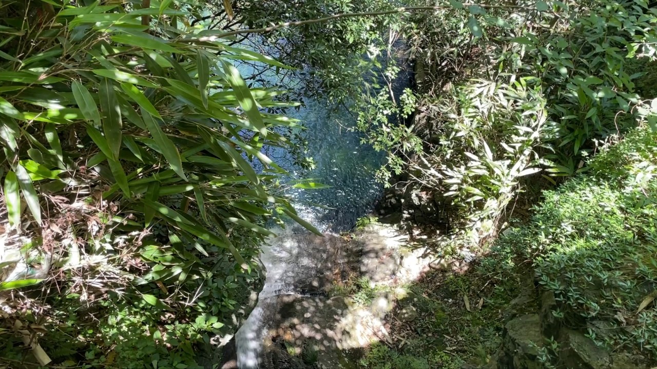 Meditation in a Bamboo Forest Stream | Oriental String Healing Music