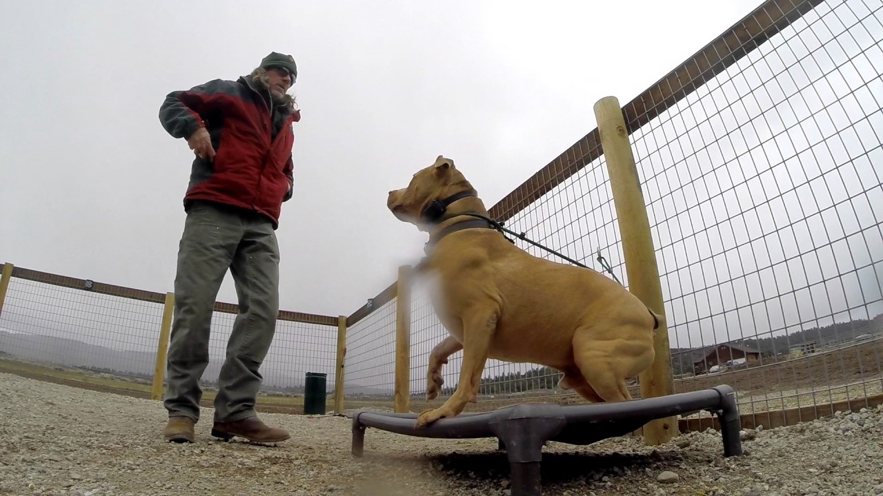 Brian Agnew The Balanced Dog: Switching Drives with T