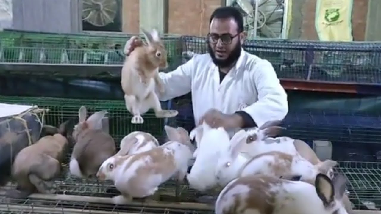 الأرانب خد بالك قبل ما تقع في الفخ وإعرف إزاى تكسب 