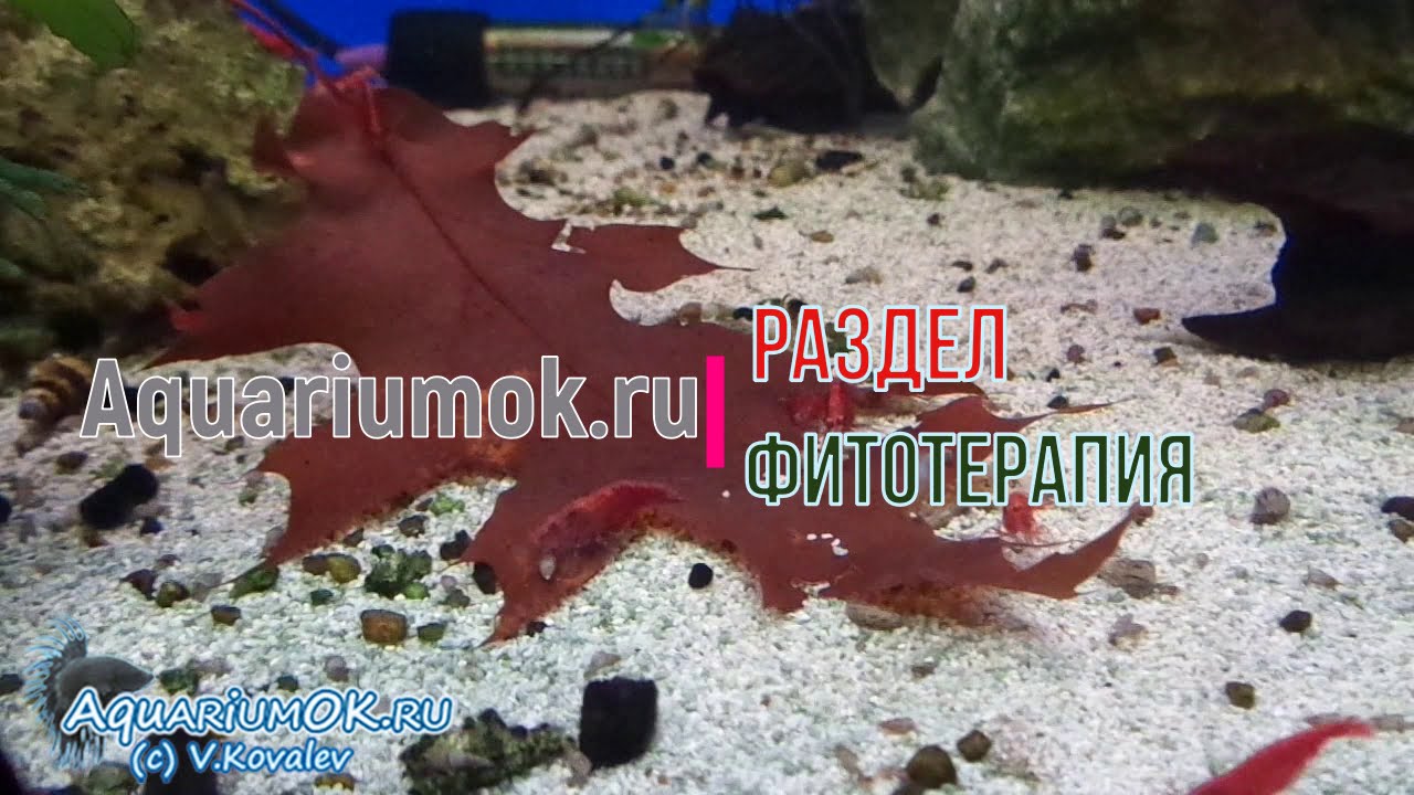 Зачем класть листья дуба в аквариум? Содержание креветок.