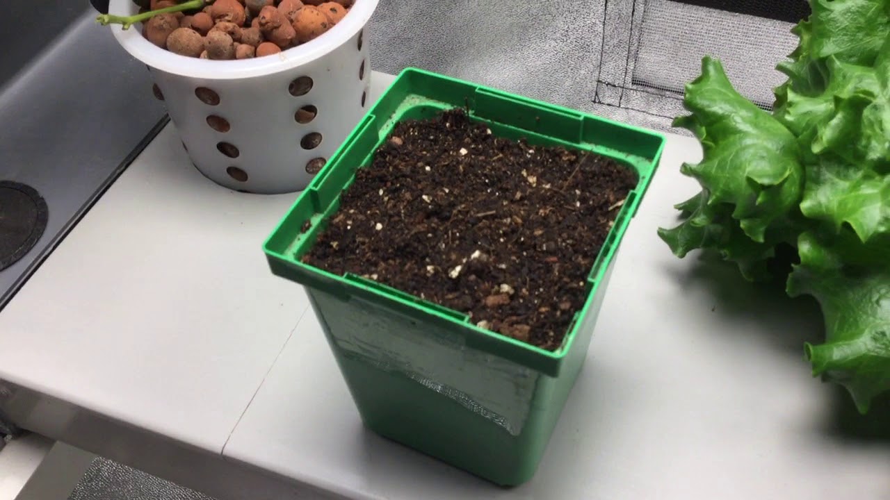 Riverponics Growing Techniques & LED Lights