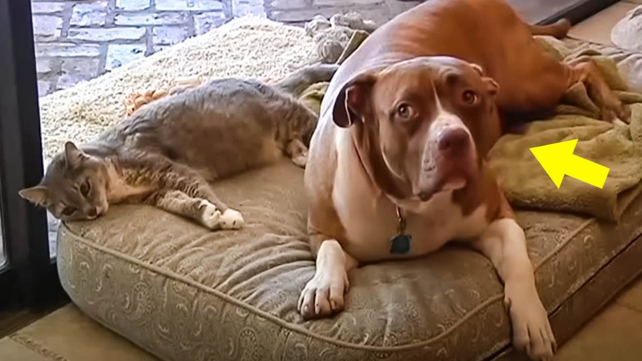 This Dog Saved a Cat from a Coyote Attack. The Subsequent Events Will Leave You Astonished!