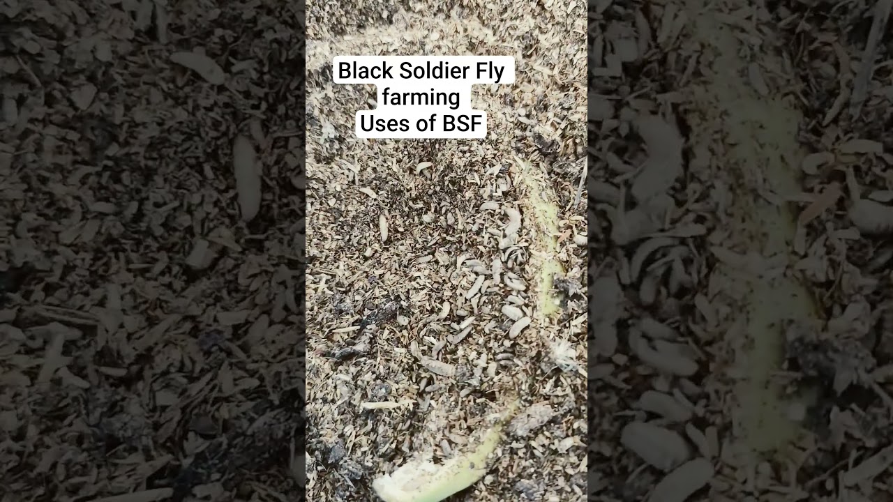 Uses of BSF #bridgingknowledgegap #blacksoldierfly #tips