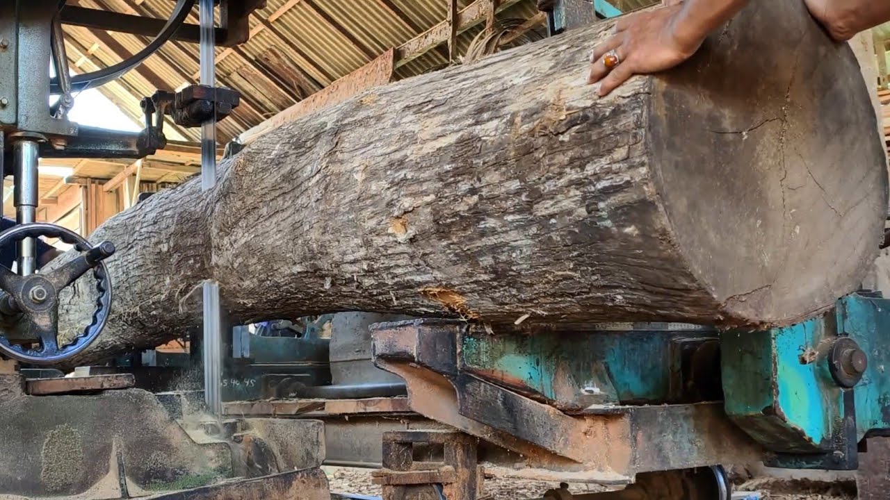 How we saw long, crooked teak wood to make joglo house beams