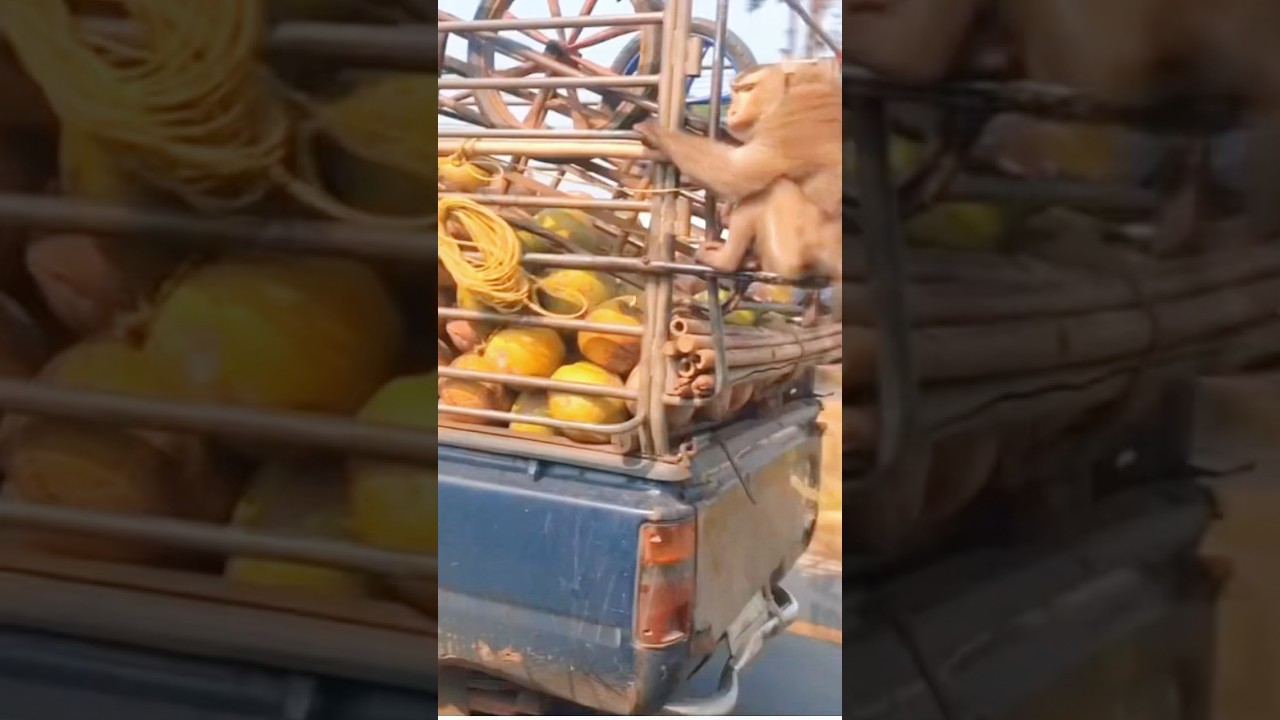 Monkeys are trained to pick coconuts#monkey#animals #Friendship #Us#love